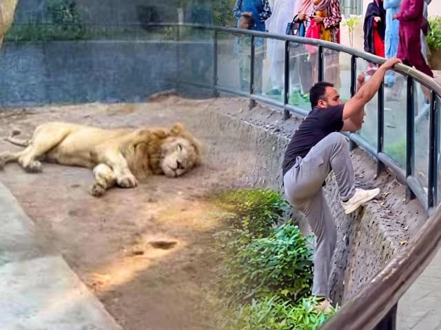 Lahore Zoo probes viral TikToker's lion enclosure stunt