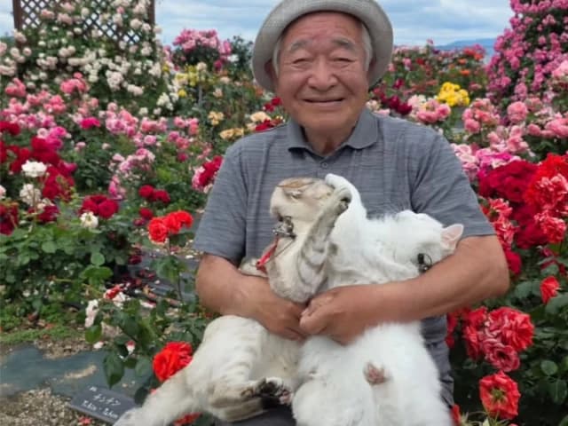 Japanese grandpa takes his cats to flower festivals across Japan, but they have other plans