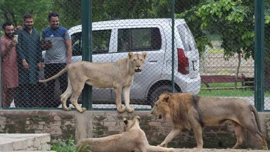 Viral video of boy entering lion enclosure at Lahore Zoo turns out to be fake